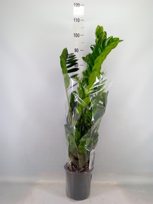 <h4>Zamioculcas zamiifolia</h4>