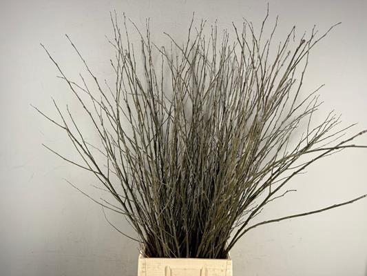 Cornus Abeel