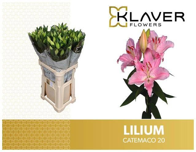 <h4>LI OR CATEMACO</h4>