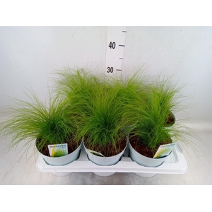 Stipa tenuissima 'ColGra Pony Tail'