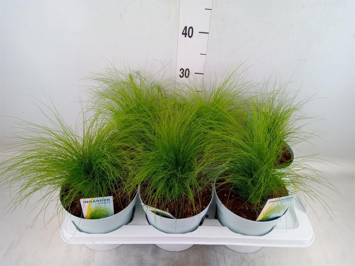 <h4>Stipa tenuissima 'ColGra Pony Tail'</h4>