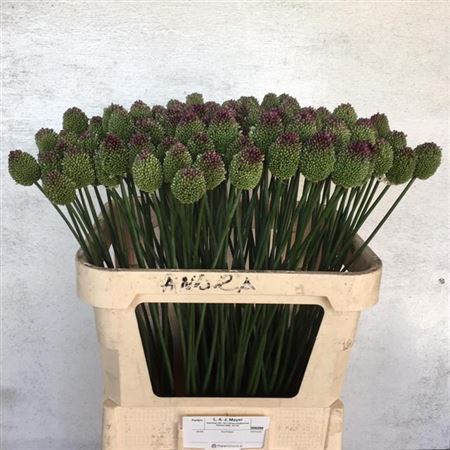 ALLIUM SPHAEROCEPHAL