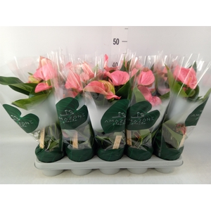Anthurium andr. 'Melito'