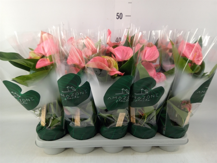<h4>Anthurium andr. 'Melito'</h4>