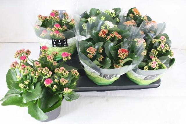 <h4>KAL GE GEM 5 KL</h4>