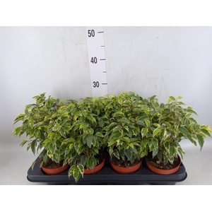 Ficus benja. 'Kinky'