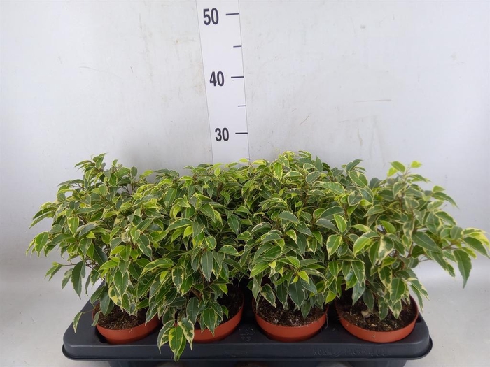 <h4>Ficus benja. 'Kinky'</h4>