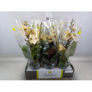 Phalaenopsis   ...