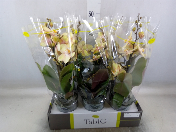 <h4>Phalaenopsis   ...</h4>