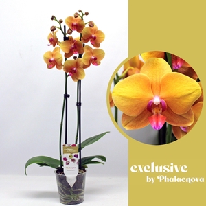 Buddha 2- tak 60 cm (RIJP)