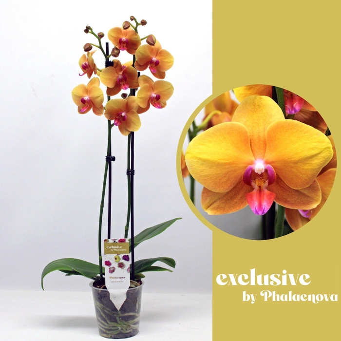 <h4>Buddha 2- tak 60 cm (RIJP)</h4>