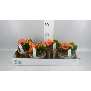 Arr. Planten L%