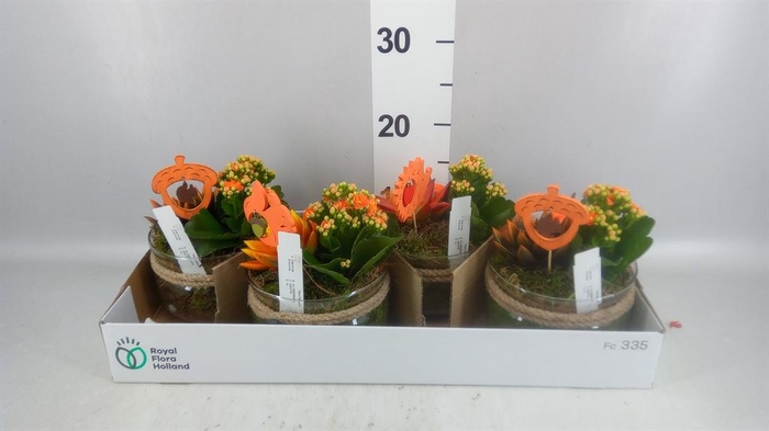 <h4>Arr. Planten L%</h4>