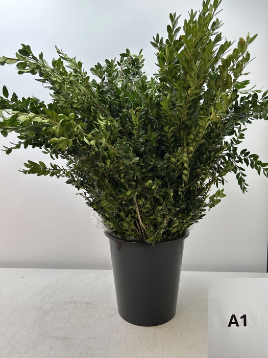 BUXUS SEMP PB