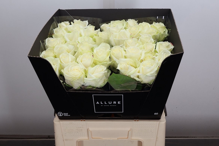 <h4>R Gr Avalanche+</h4>