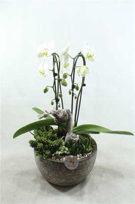 <h4>Ph031 Dakota White</h4>