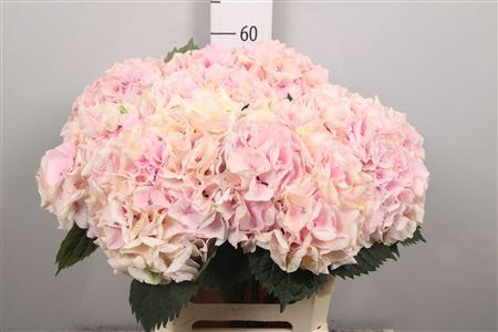<h4>Hydr Cl M My Pinktou</h4>