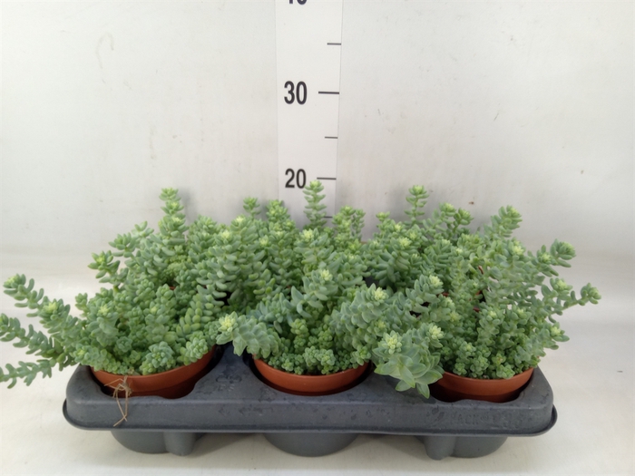 <h4>Sedum burrito</h4>
