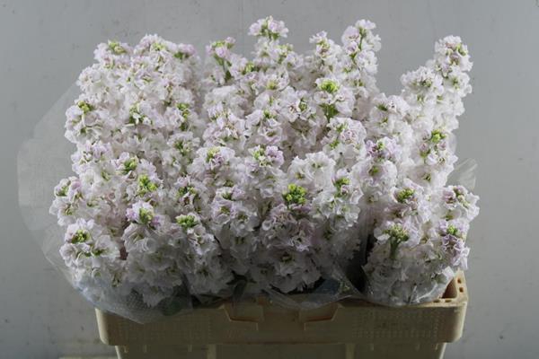 <h4>Matth Stox Silver (licht Rose)</h4>
