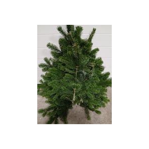 Abies Nordman Kilo