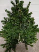 <h4>Abies Nordman Kilo</h4>