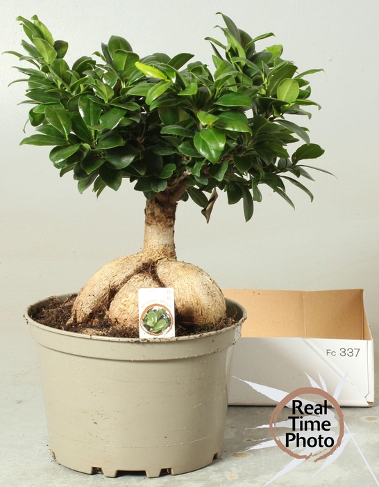 <h4>FIC MI GINSENG</h4>