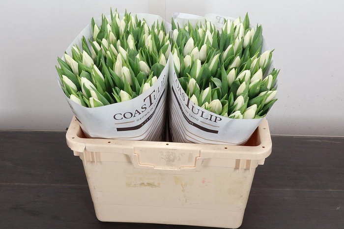 <h4>Tu En Update</h4>