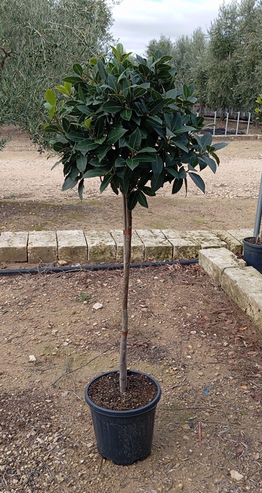 <h4>LAU NOBILIS</h4>