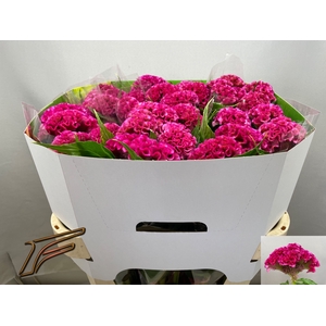 CEL C ROSE DELIGHT