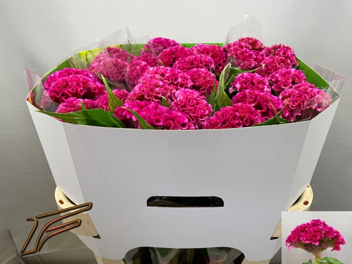 <h4>CEL C ROSE DELIGHT</h4>