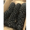 DECO PINECONE O/ST NATURAL X5 BUNCH