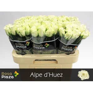 Rosa large alpe d'huez