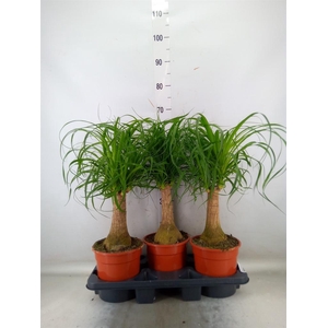 Beaucarnea recurvata