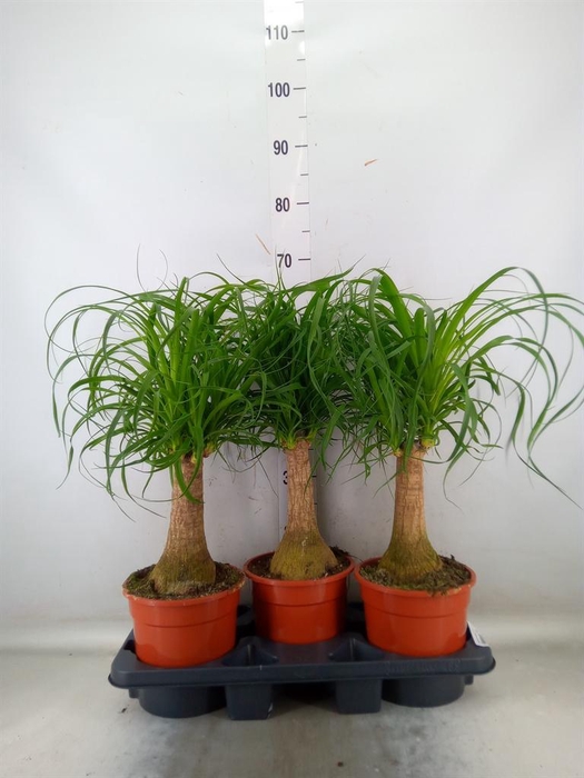 <h4>Beaucarnea recurvata</h4>