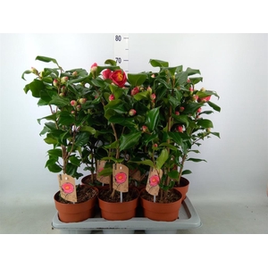 Camellia japonica 'Dr King'