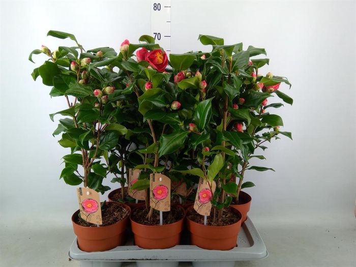 <h4>Camellia japonica 'Dr King'</h4>