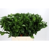 Ruscus Hypophyllum