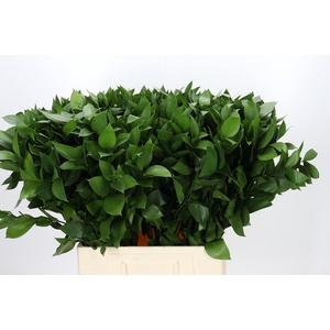 Ruscus Hypophyllum