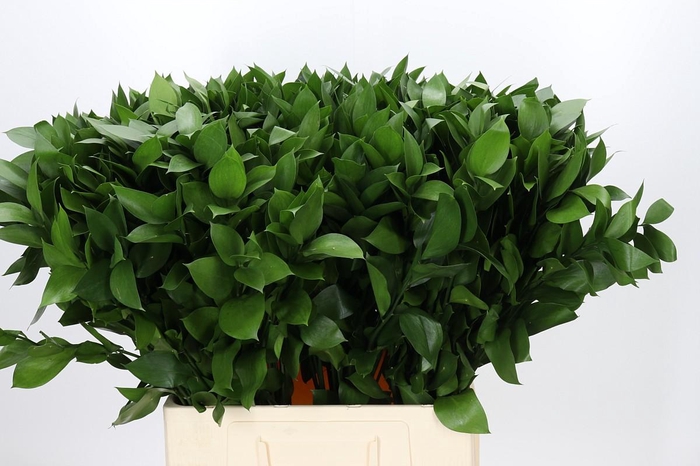 <h4>Ruscus Hypophyllum</h4>