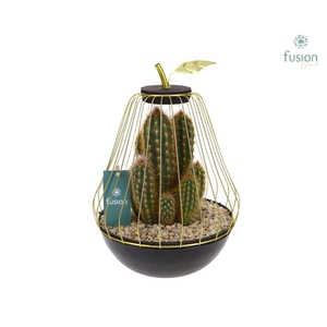 Peer metaal goudzwart Large met Cactussen