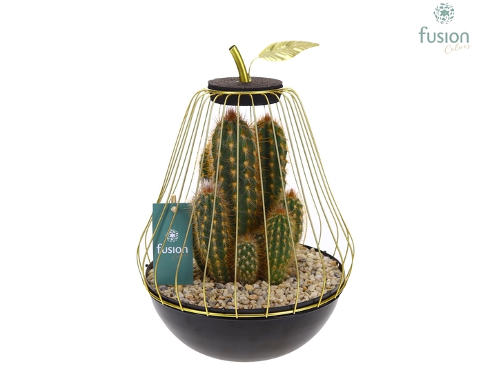 <h4>Peer metaal goudzwart Large met Cactussen</h4>