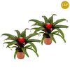 Guzmania Priscilla rood