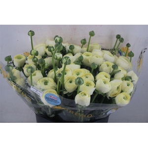 Ran Cloni Sup Commedia