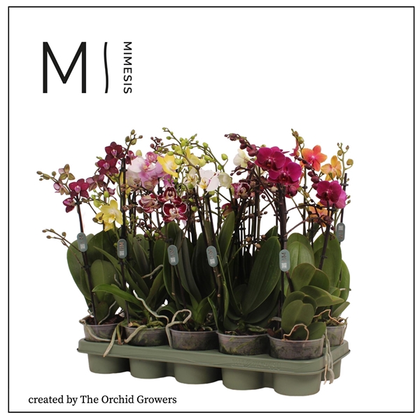 <h4>Mimesis Phal. Multi Mix - 3 spike 12cm</h4>