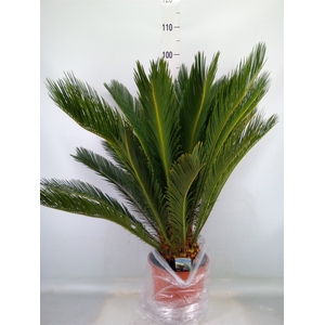 Cycas revoluta