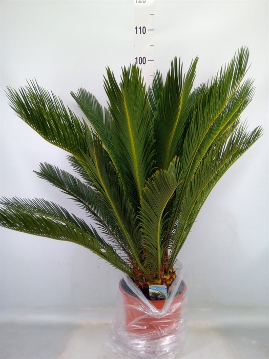 <h4>Cycas revoluta</h4>