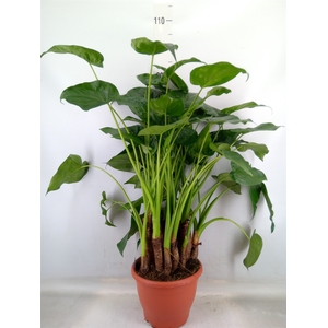 Alocasia cucullata