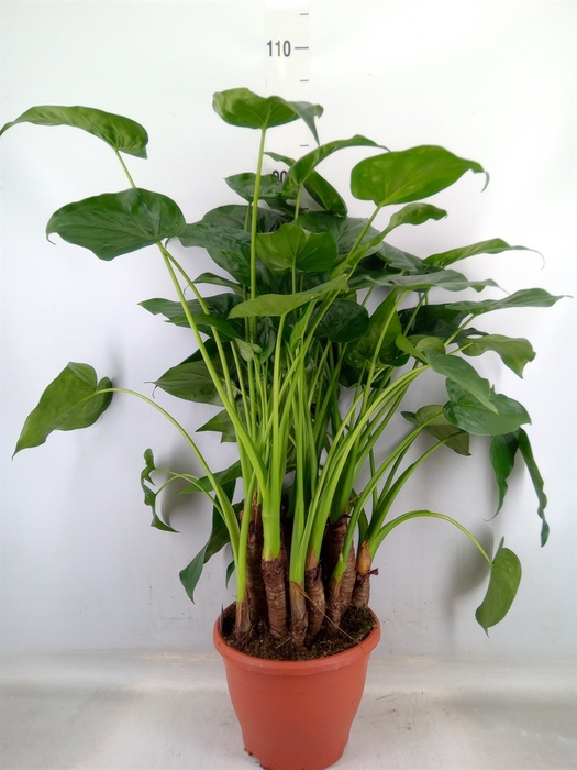 <h4>Alocasia cucullata</h4>