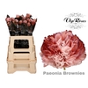 PAEONIA BROWNIES x 20