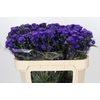 Aster Pretty Wendy